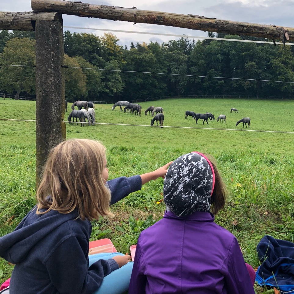 Kroki Schule, Lipizzanerheimat Köflach